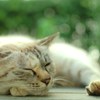 きもちよさそう♪
