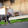 てくてく