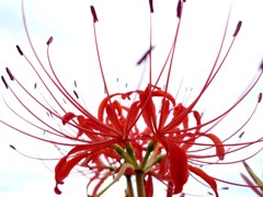 彼岸花