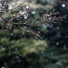 キラキラ雪