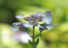 紫陽花