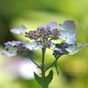 紫陽花