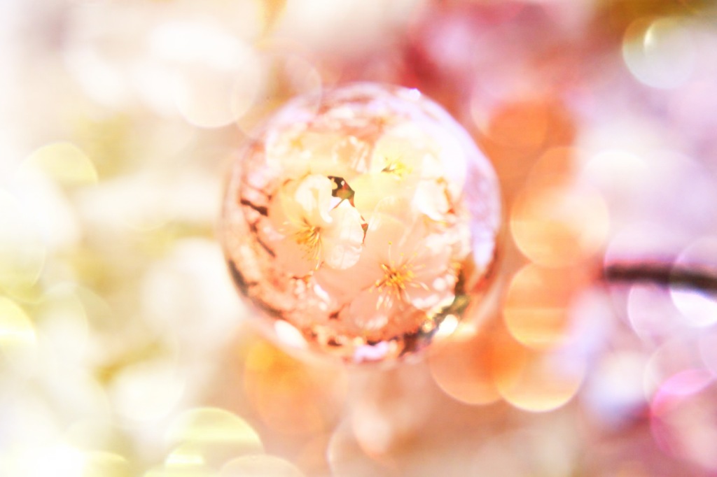 宙玉レンズ　桜
