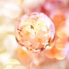 宙玉レンズ　桜