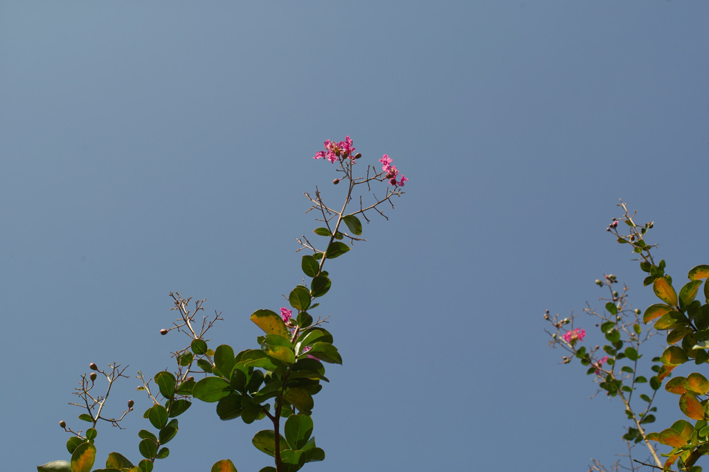 SDIM1530