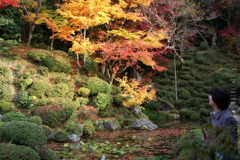 紅葉