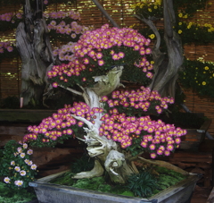 DSC05219(1)-s