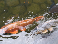 2010-08-08 011
