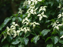 P5280102