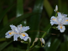P4300003