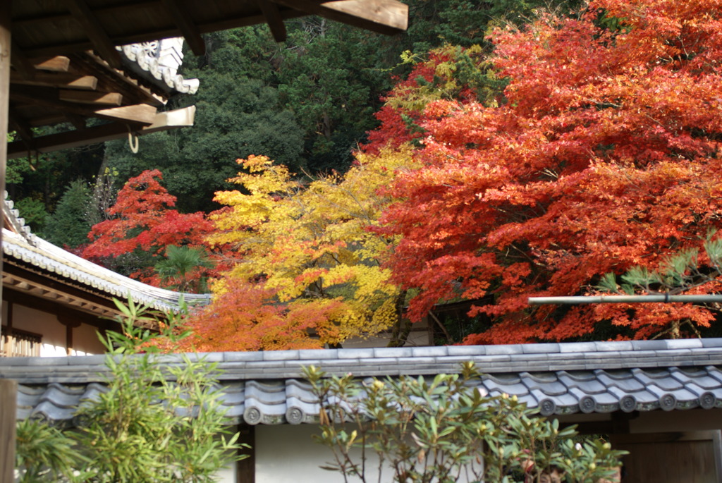 紅葉