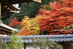 紅葉