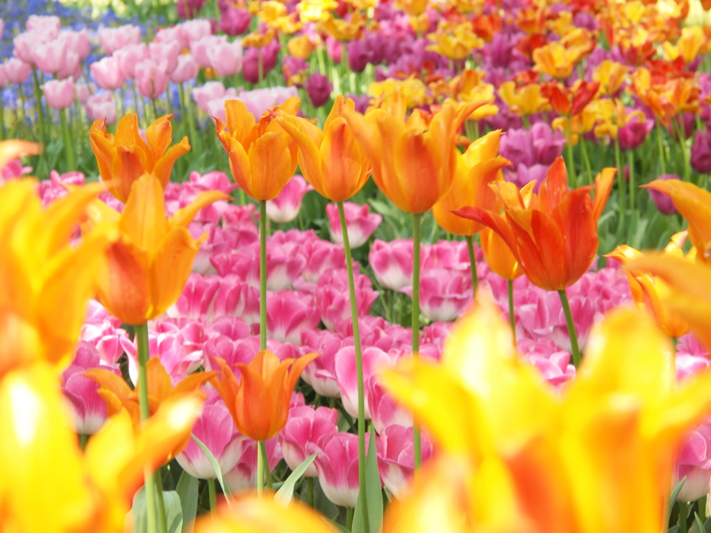 どの花見てもきれいだな～♪