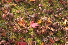 もう秋もおしまい