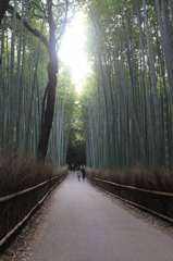 竹の道