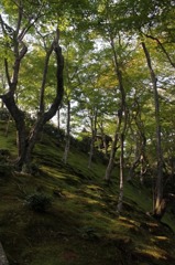 木　こけ