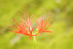 一輪の花