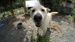 実家で飼ってる犬っころ