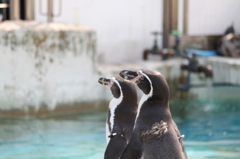 ペンギン＊