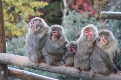 ５匹兄弟