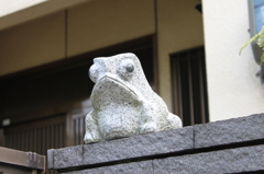 カエル