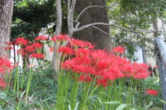 彼岸花