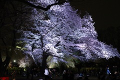 夜桜見物 ２