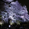 夜桜見物 ２