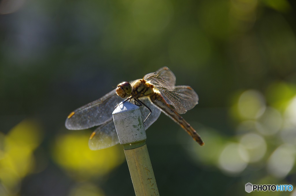 背に陽を受けて