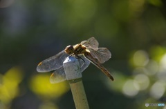 背に陽を受けて