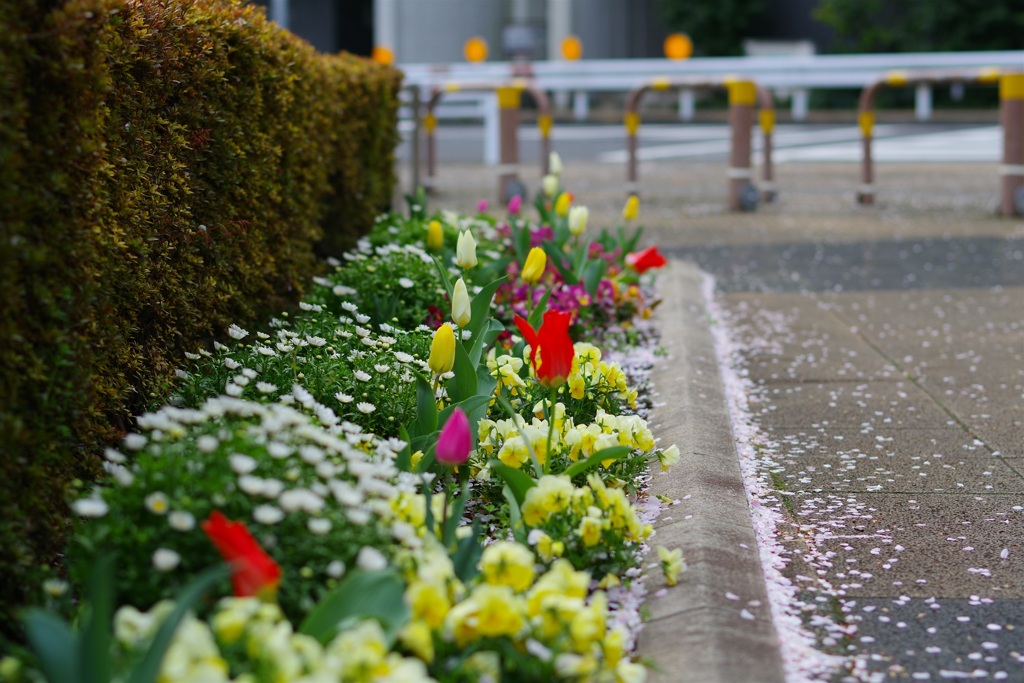 公園の花壇