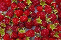 新鮮採れたて！