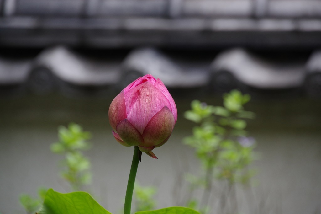 最後の蕾