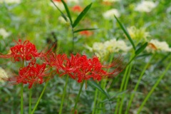 彼岸花と小笹