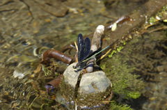 清流の羽黒トンボ