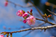 河津桜２輪