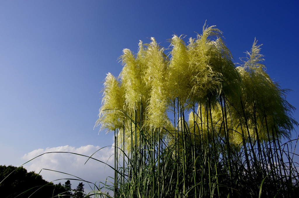 今日のパンパスグラス