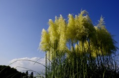 今日のパンパスグラス