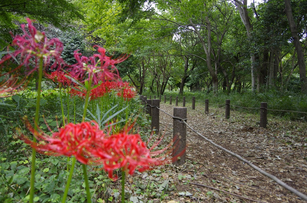 彼岸花の小路
