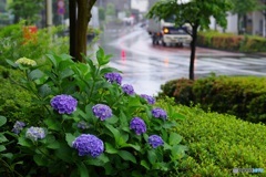 街に溶け込む紫陽花