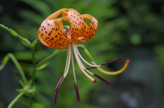 タコのはっちゃん（鬼百合）