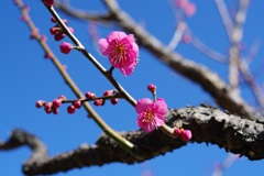 郷土の森・梅園