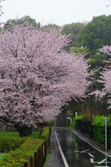 冷たい雨