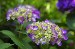 梅雨を待つ紫陽花