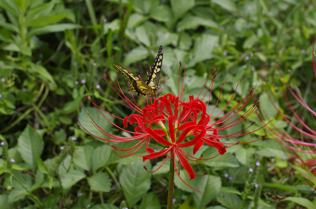 彼岸花とアゲハ蝶