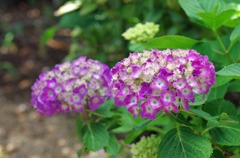 アジサイ