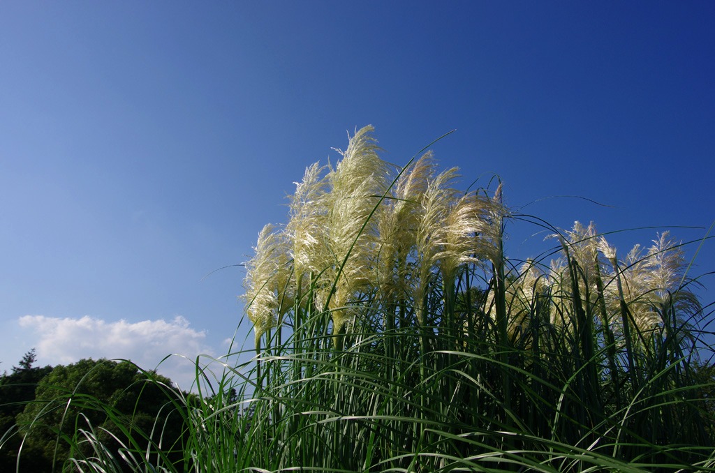 パンパスグラス