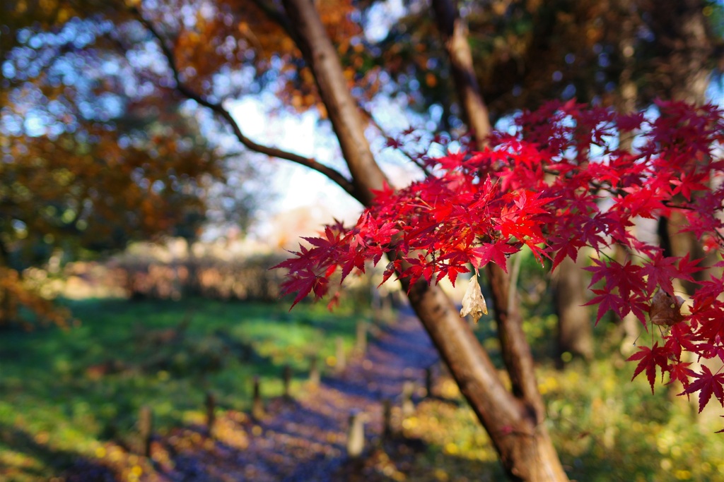 モミジの紅葉