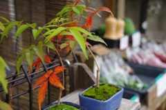 ハゼの紅葉越しの