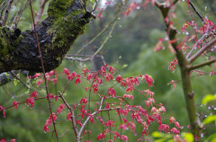 雨に濡れる若葉